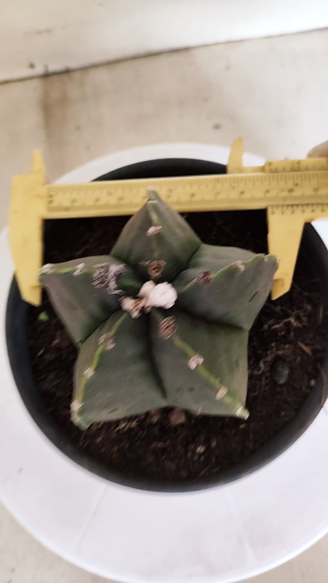 MATRIZ ASTROPHYTUM cv KIKKO  Nº 1165 – vaso 15