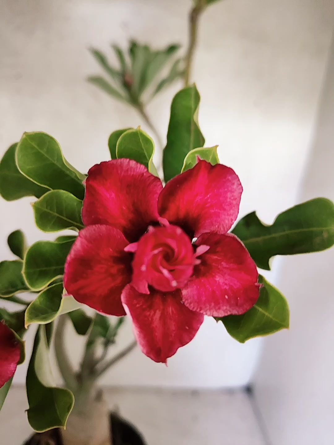 Planta Dobrada 3873 – 35cm – 03 anos