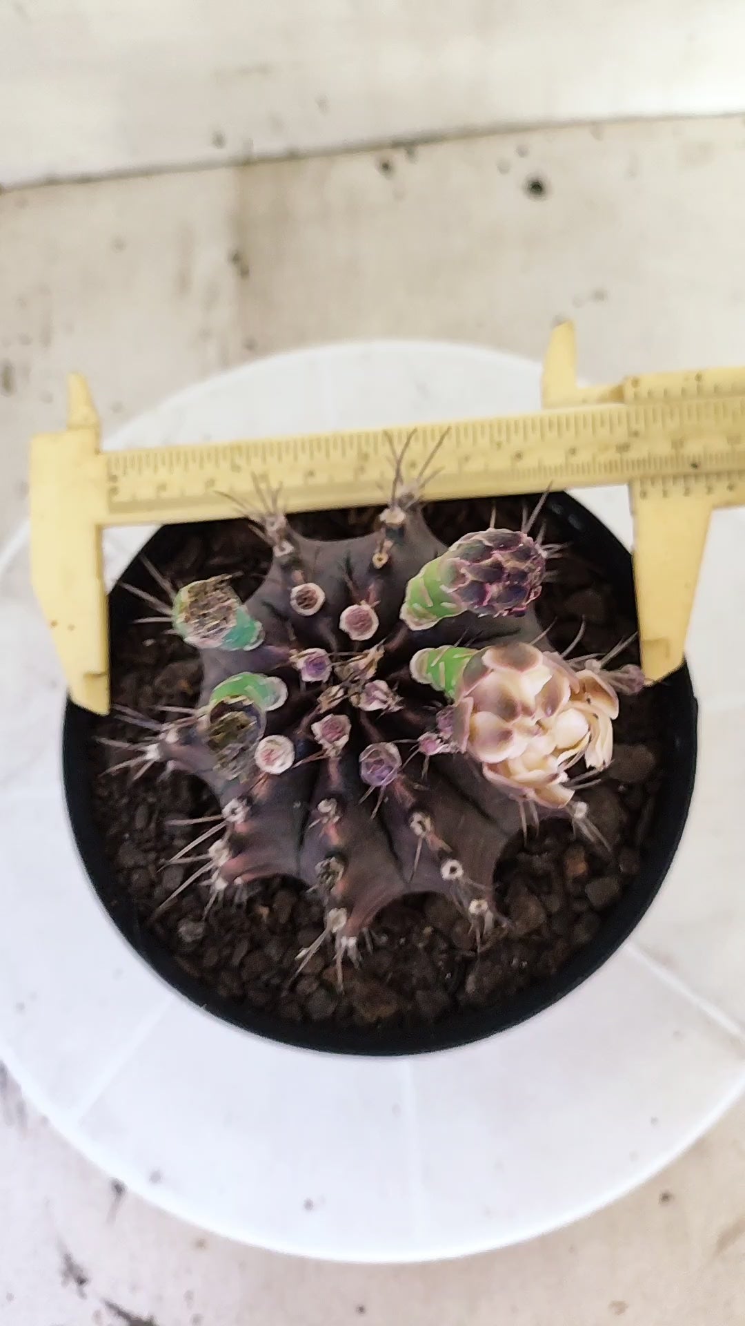 Matriz GYMNOCALYCIUM  "Black Window" - Nº 717 – vaso 15