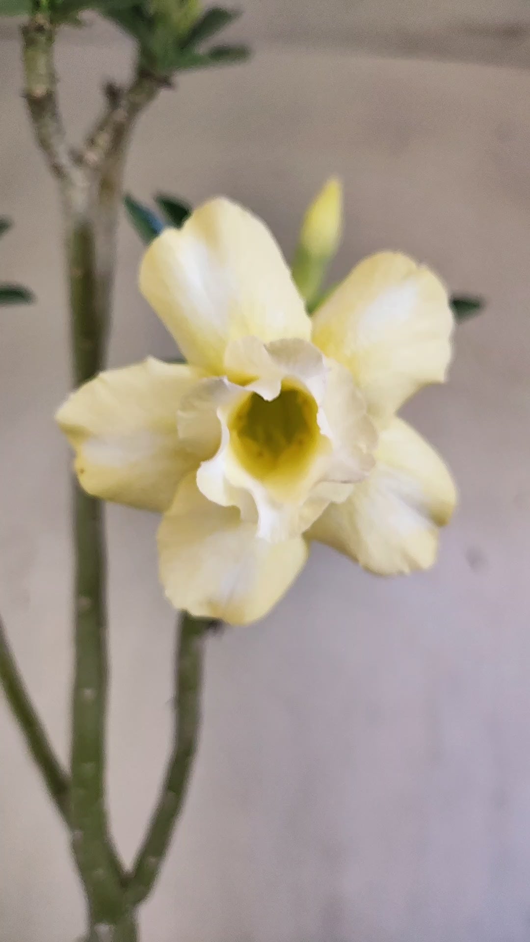 Planta Dobrada 4081 –  35cm – 03 anos - Vaso 15