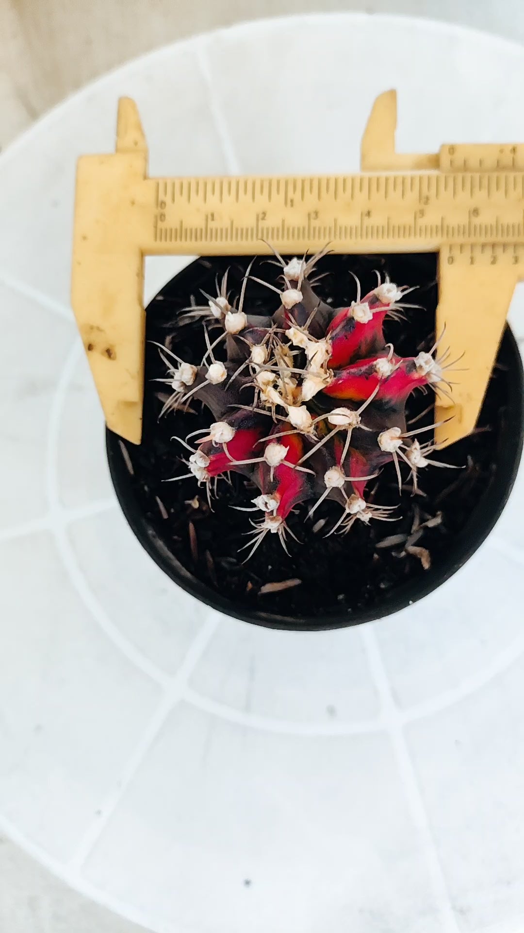 Matriz GYMNOCALYCIUM Mihanovichii Variegata Nº 1164 – vaso 09