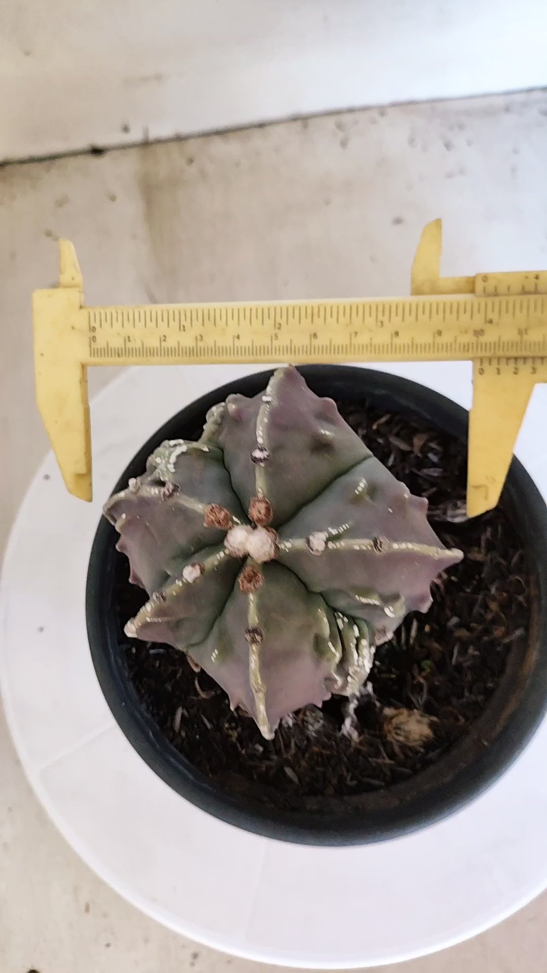 MATRIZ ASTROPHYTUM cv KIKKO "Fukuryu"  Nº 1133 – vaso 15