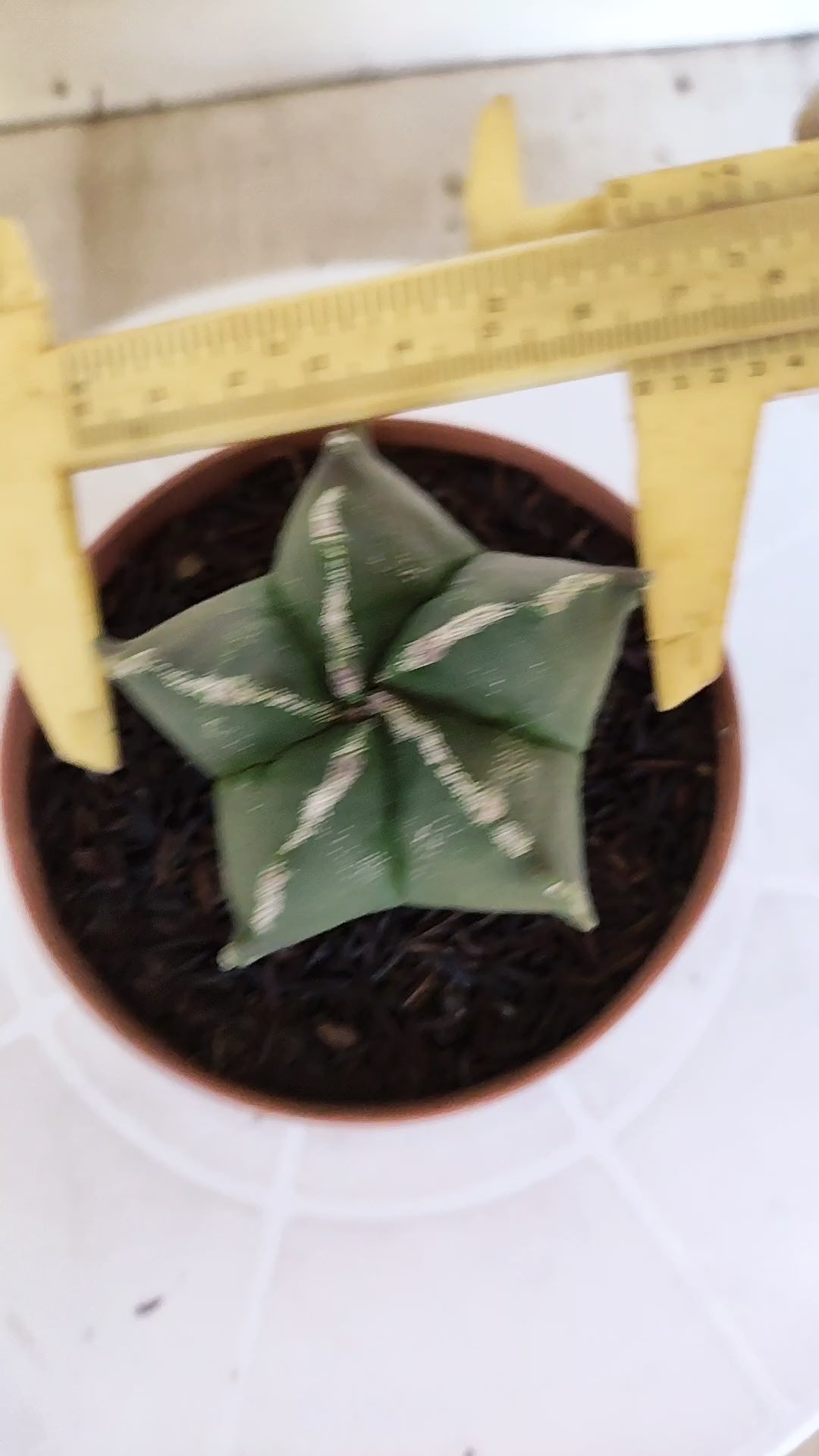 ASTROPHYTUM MYRIOSTIGMA Nº 1208 – vaso 11