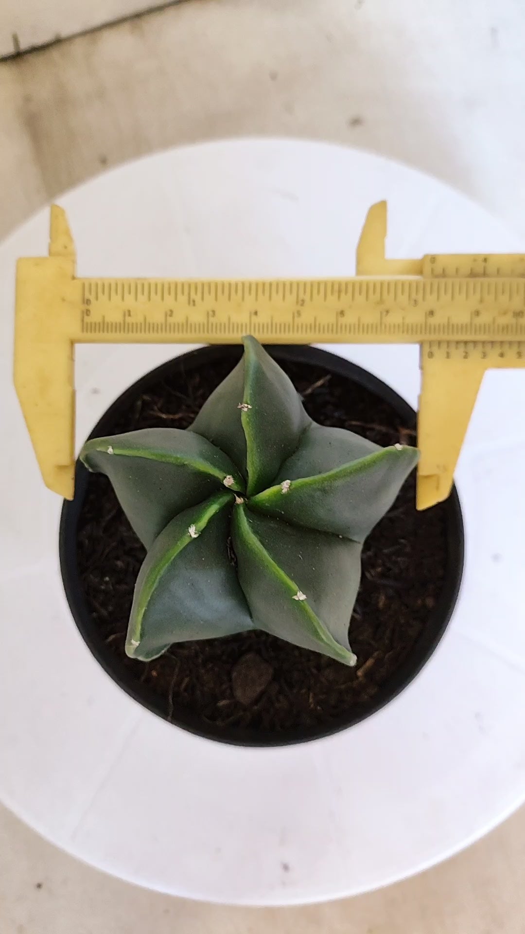 MATRIZ ASTROPHYTUM Myriostigma "NUDUM" Nº 1112 – vaso 11