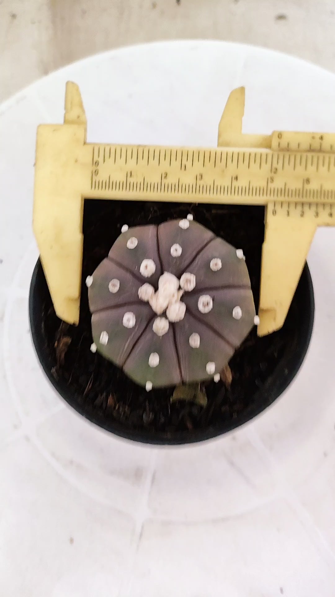ASTROPHYTUM ASTERIAS “Purple”  Nº 1249 – vaso 09