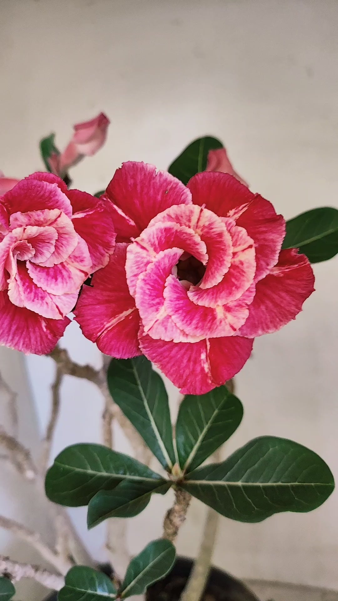 Planta Dobrada 4046 – 45cm – 04 anos - Vaso 20