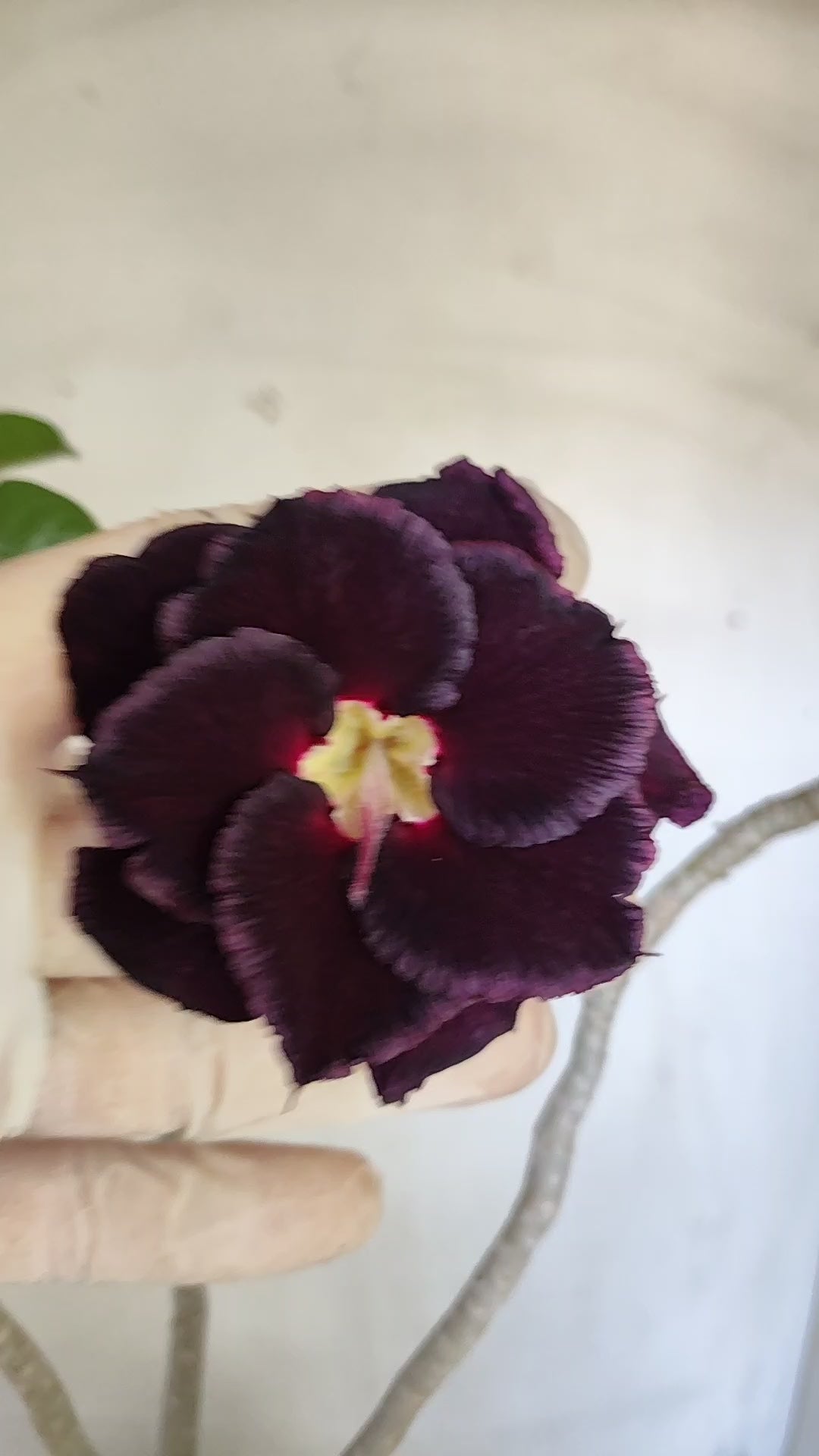 Planta Dobrada 3995 – 35cm – 03 anos