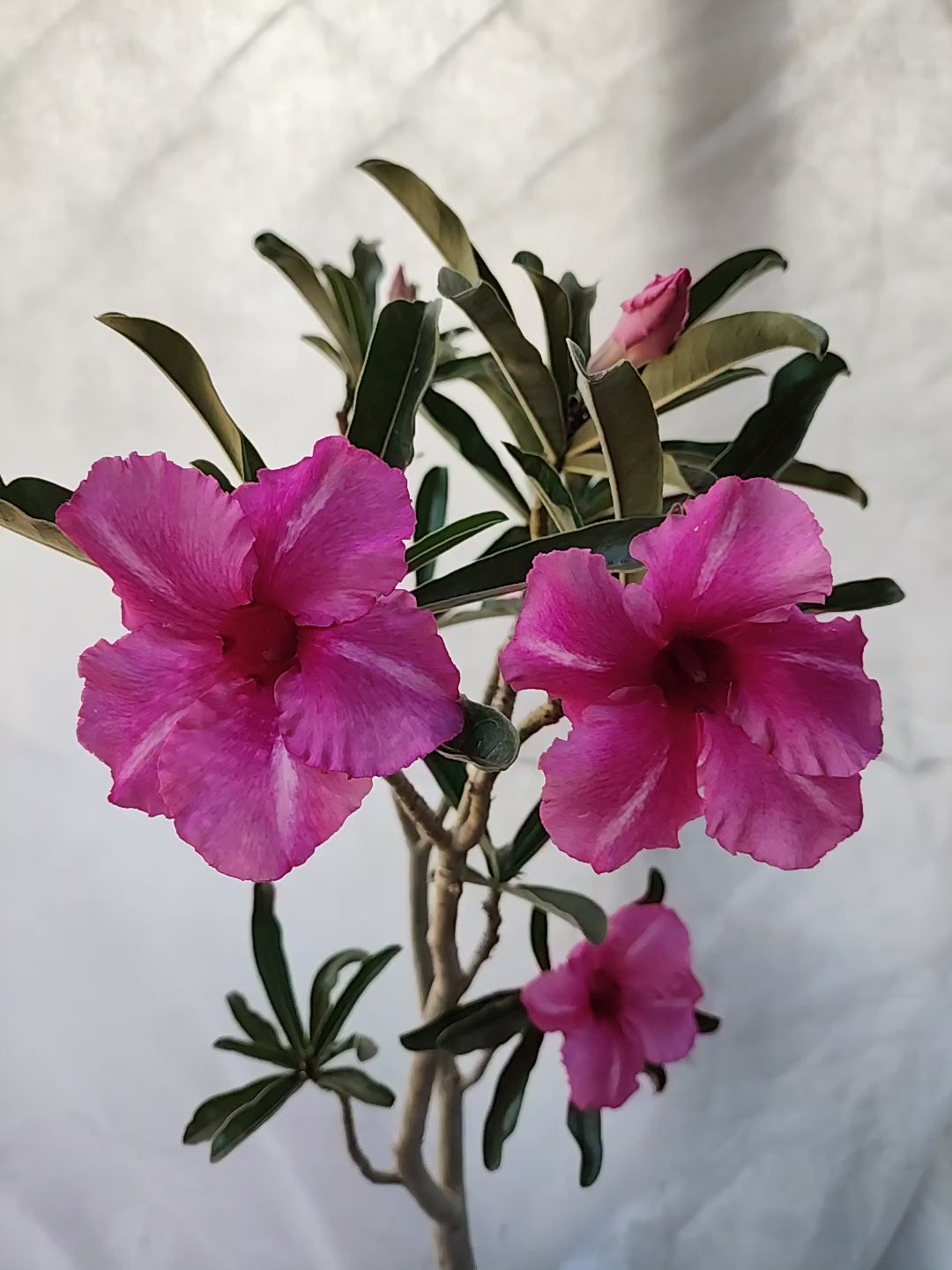 Planta MATRIZ SIMPLES Nº 57 – 75cm – 05 anos