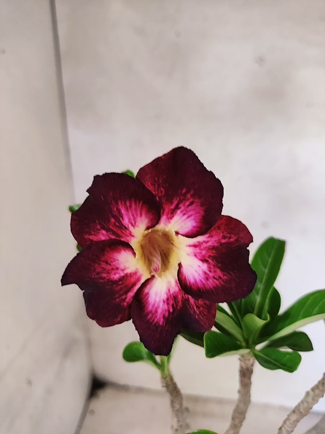 Planta Simples 3491 – 35cm – 03 anos