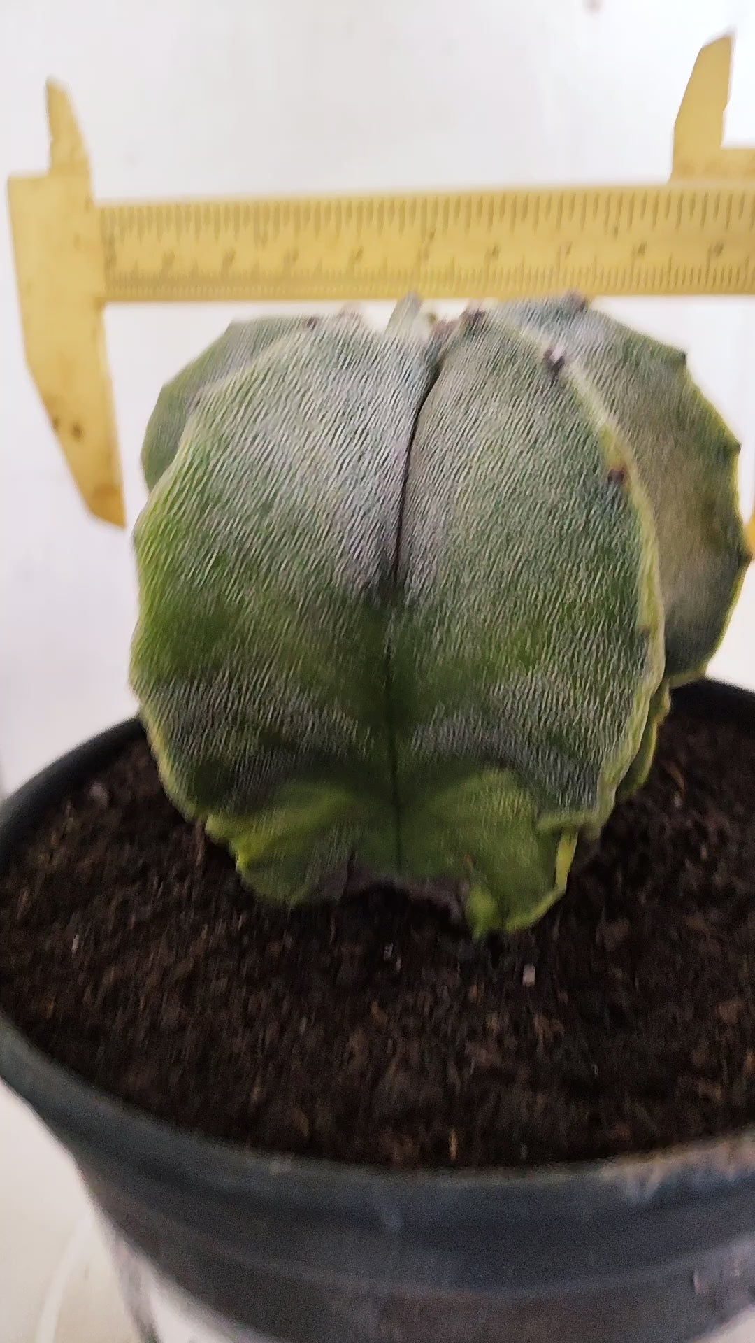 ASTROPHYTUM MYRIOSTIGMA "Variegata" Nº 581 – vaso 15