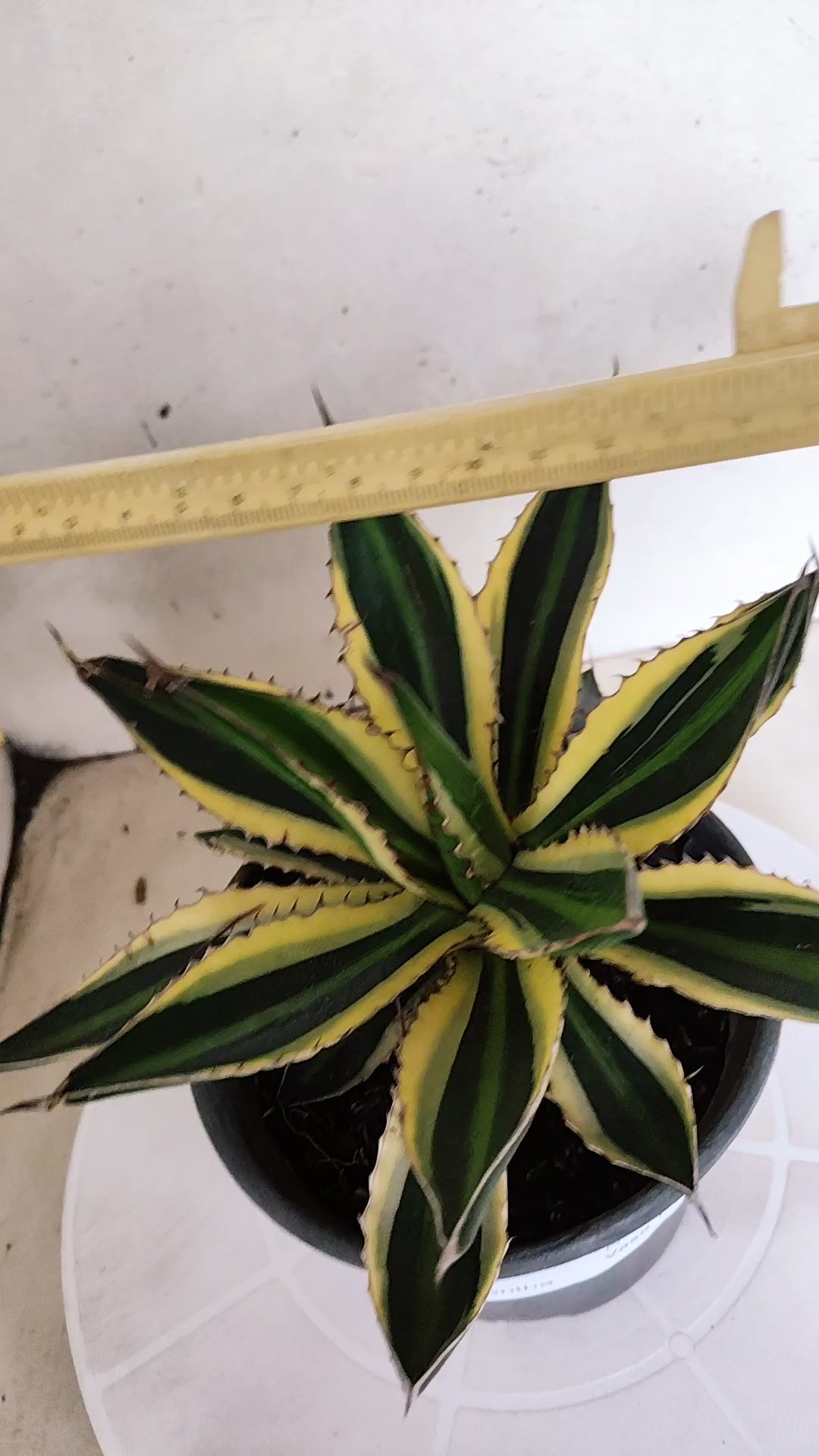 Suculenta Agave Lophantha N° 25 - Vaso 15