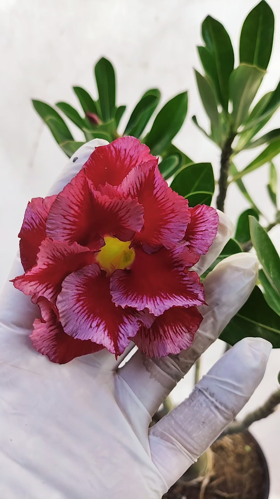 MATRIZ Planta Dobrada 164 – 45cm – 03 anos - Vaso 20