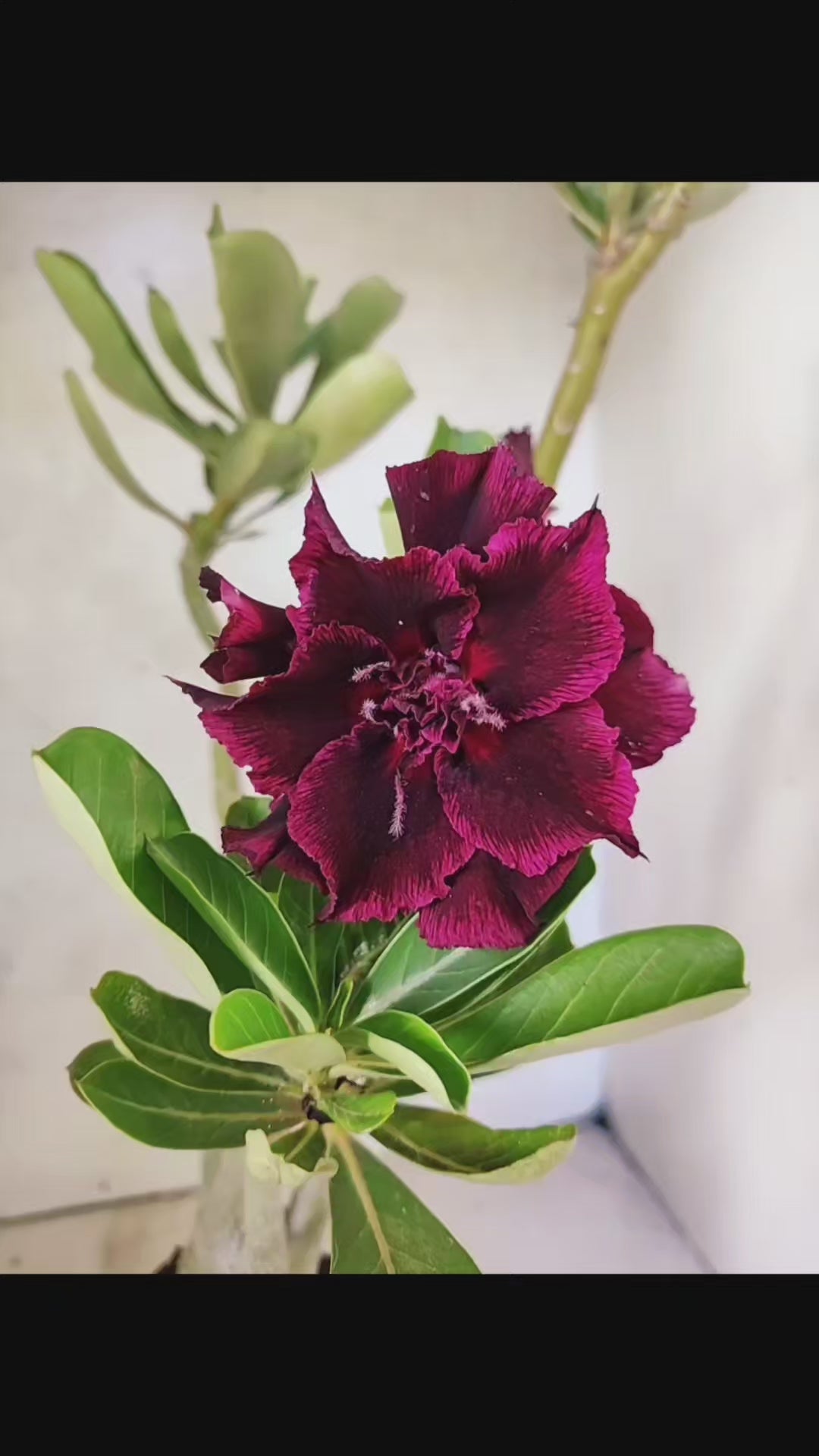 Planta Dobrada 3812 – 35cm – 03 anos