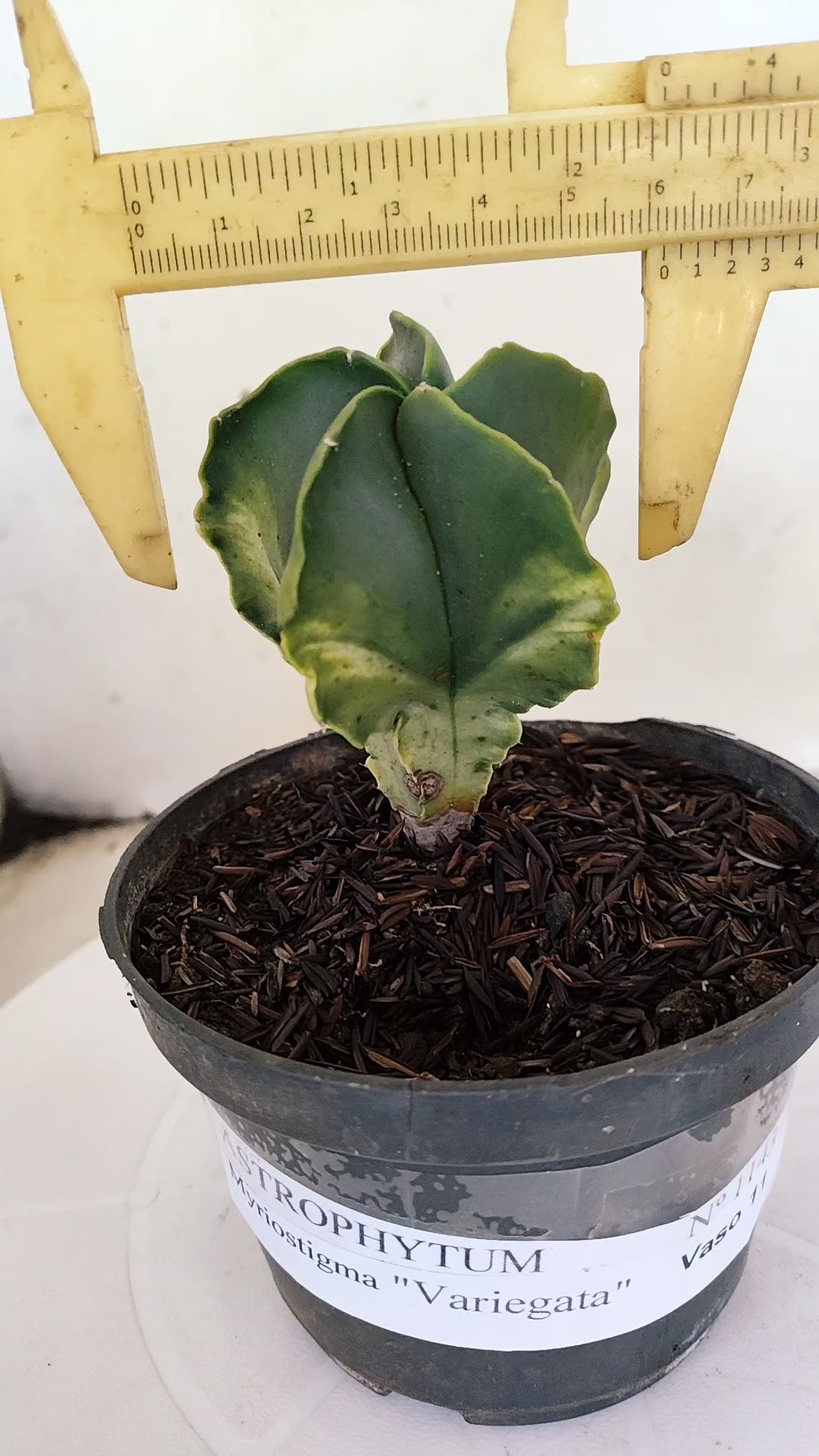 ASTROPHYTUM MYRIOSTIGMA "Variegata" Nº 1143 – vaso 11