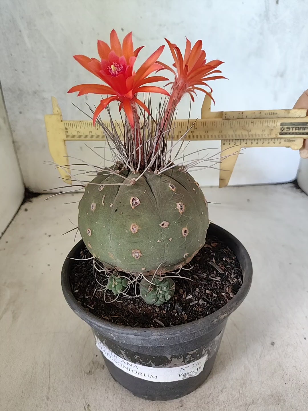 MATRIZ MATUCANA MADISONIORUM Nº 330 – vaso 15