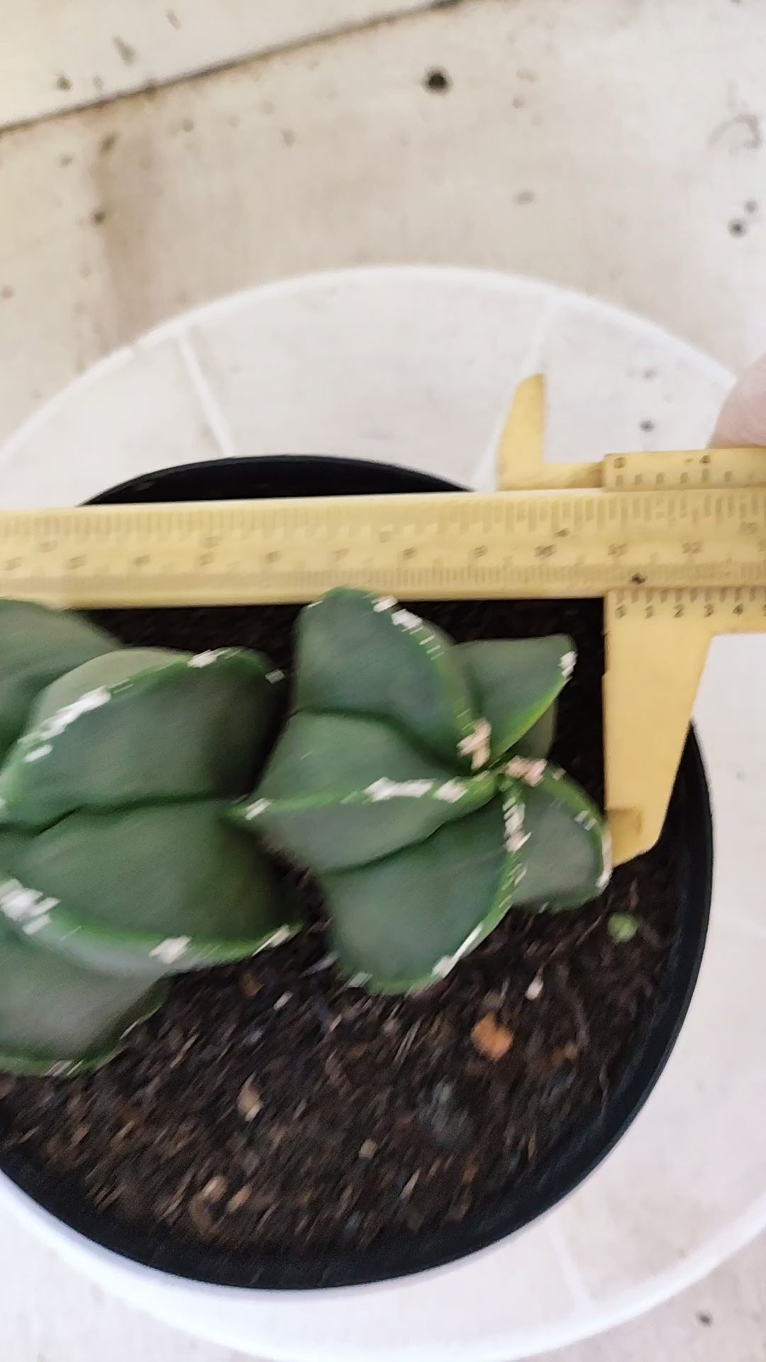 MATRIZ ASTROPHYTUM cv KIKKO "Bicefalo - Hakkun"  Nº 1503 – vaso 15