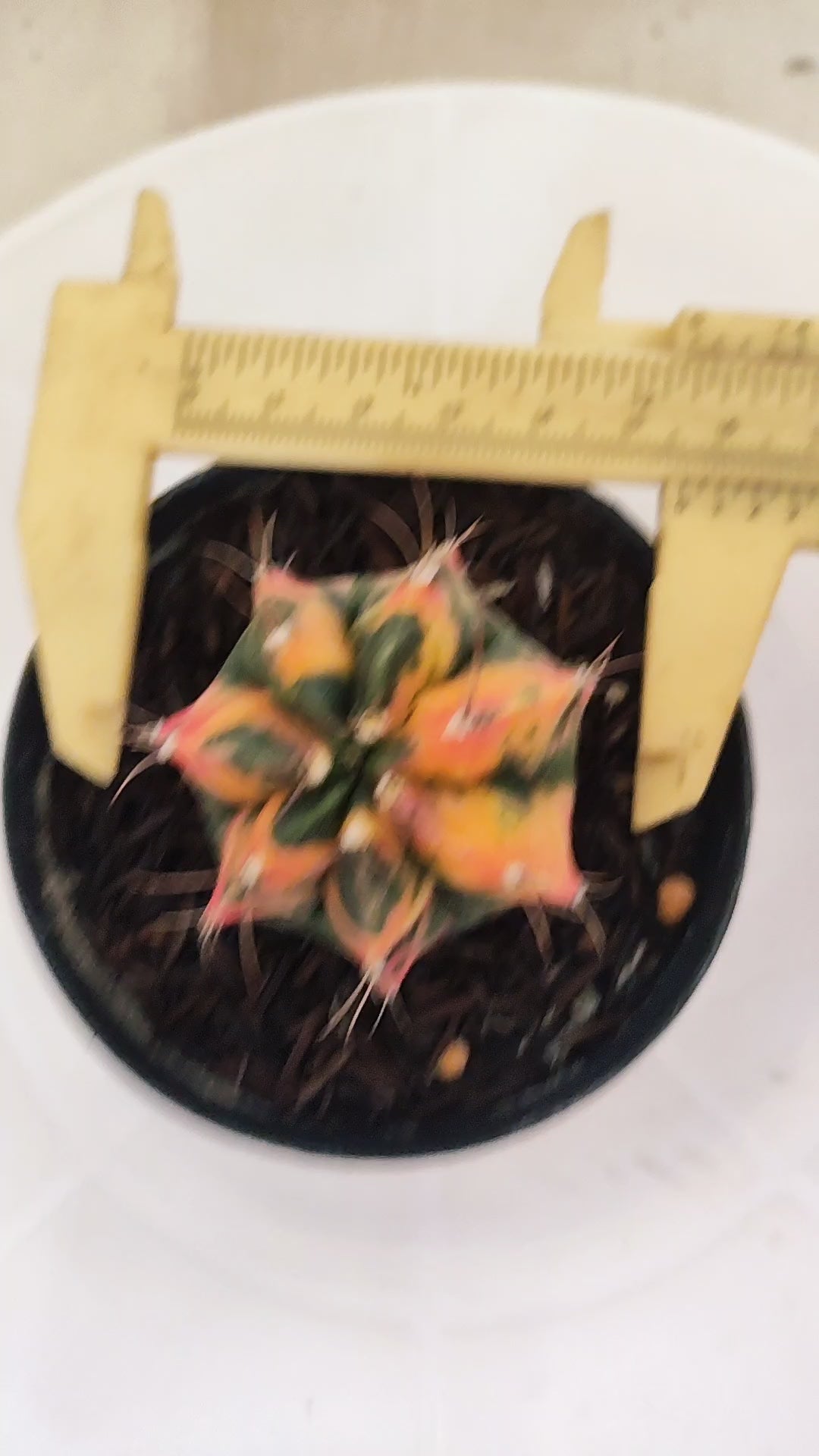 GYMNOCALYCIUM Mihanovichii "Variegata" Nº 663 – vaso 09