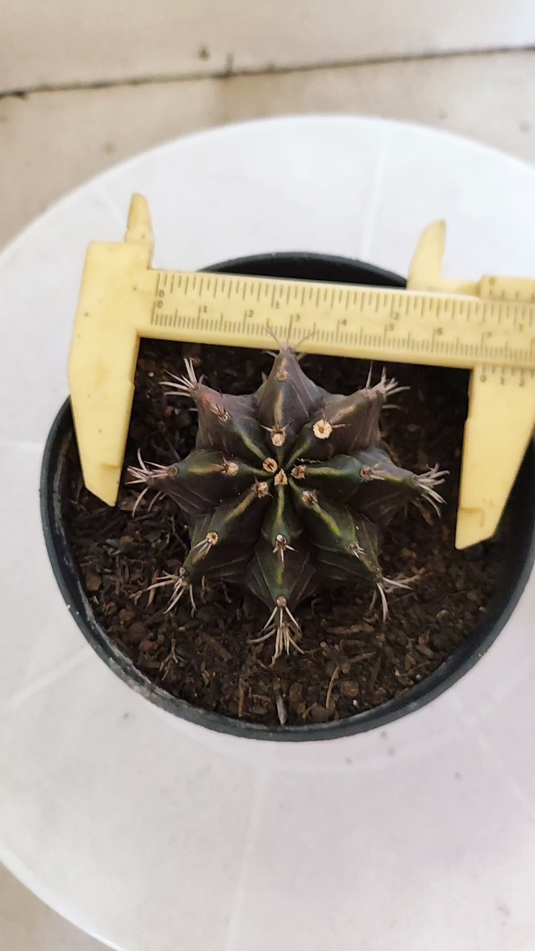 GYMNOCALYCIUM Mihanovichii "PURPLE" Nº 1206 – vaso 11