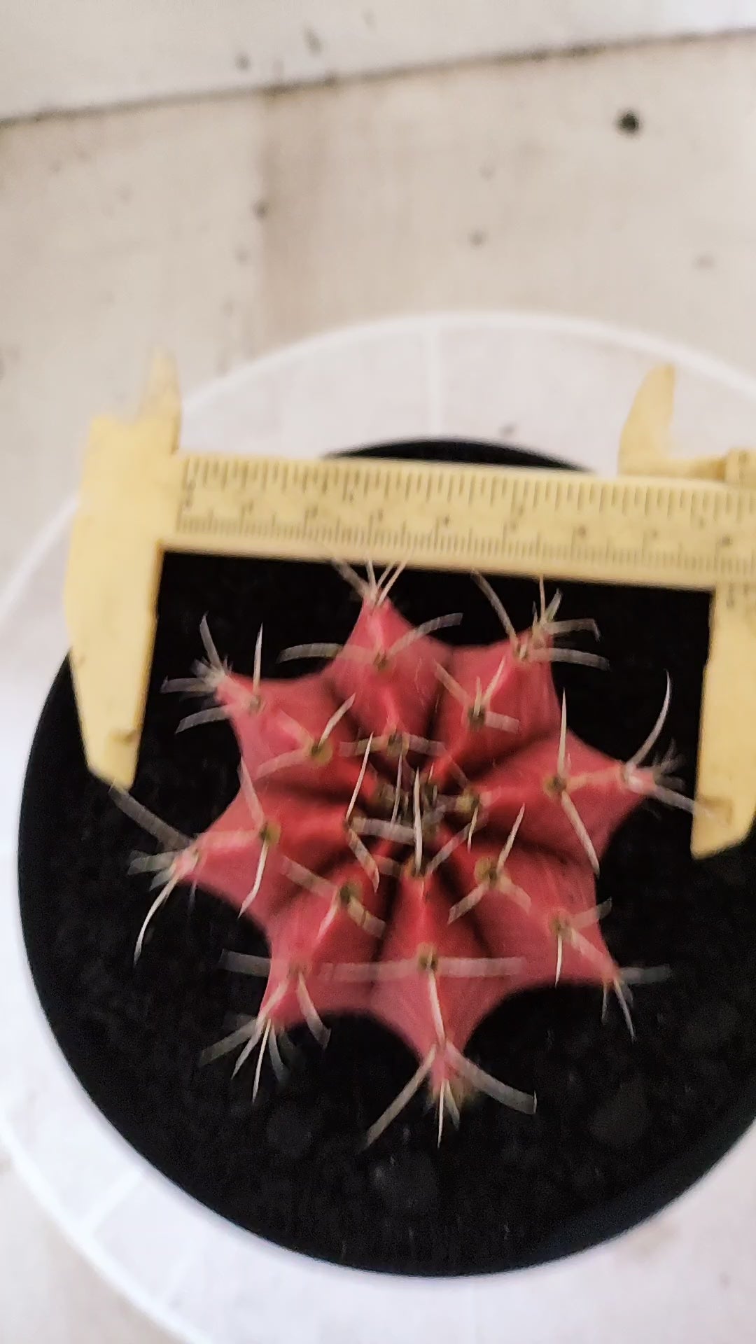 GYMNOCALYCIUM Mihanovichii Variegata Nº 1783 – vaso 15