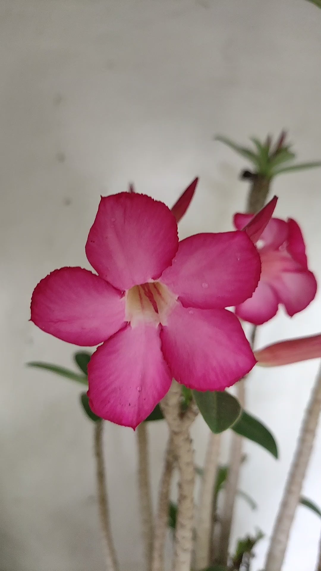 Planta ARABICUM 171 – 50cm – 05 anos - Vaso 20