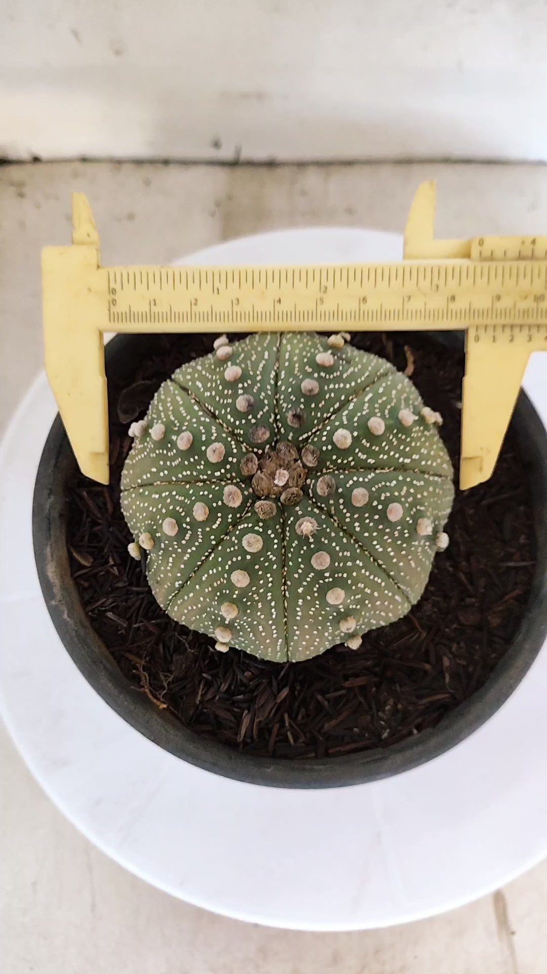 ASTROPHYTUM ASTERIAS "STAR SHAPE"   Nº 1081 – vaso 15