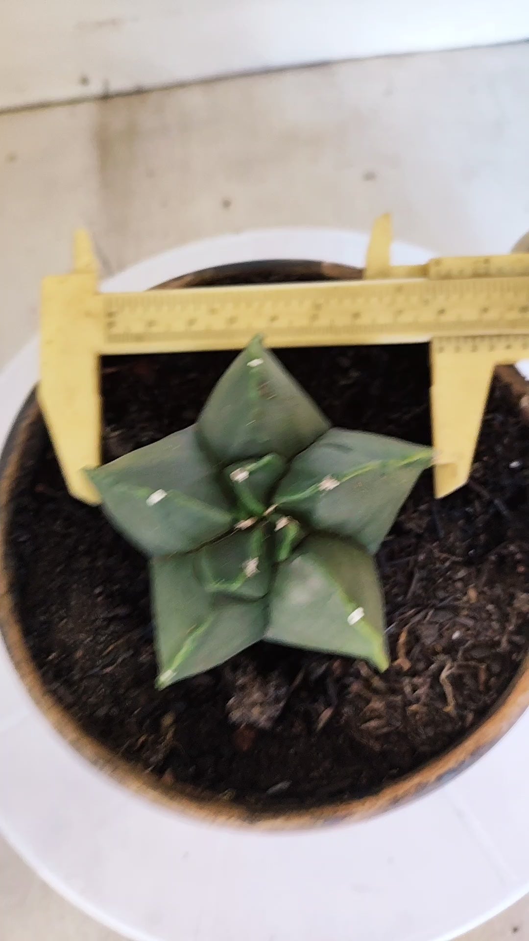 MATRIZ ASTROPHYTUM cv KIKKO  Nº 1204 – vaso 15