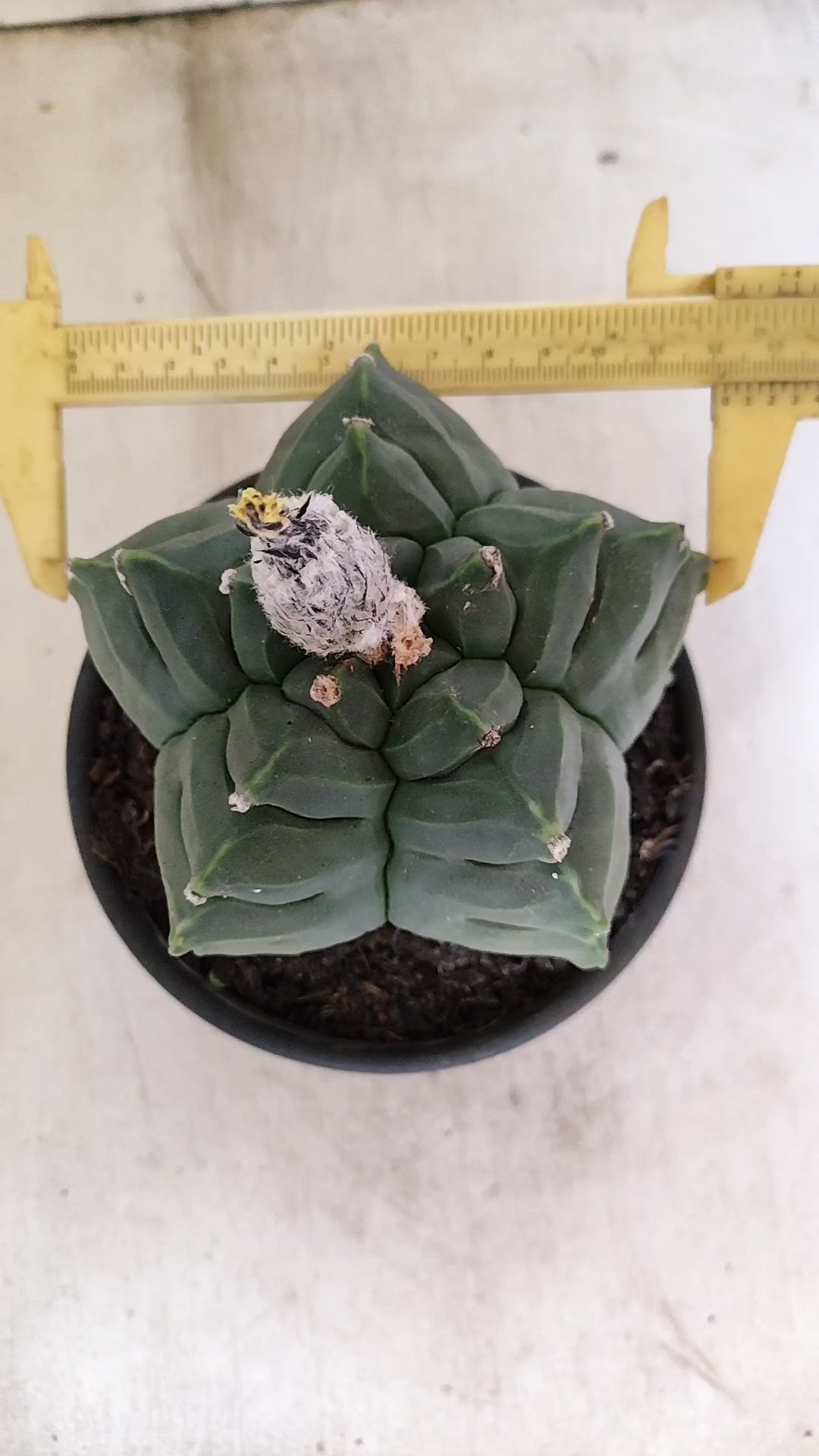 MATRIZ ASTROPHYTUM cv KIKKO - FUKURYU Nº 81 – vaso 15