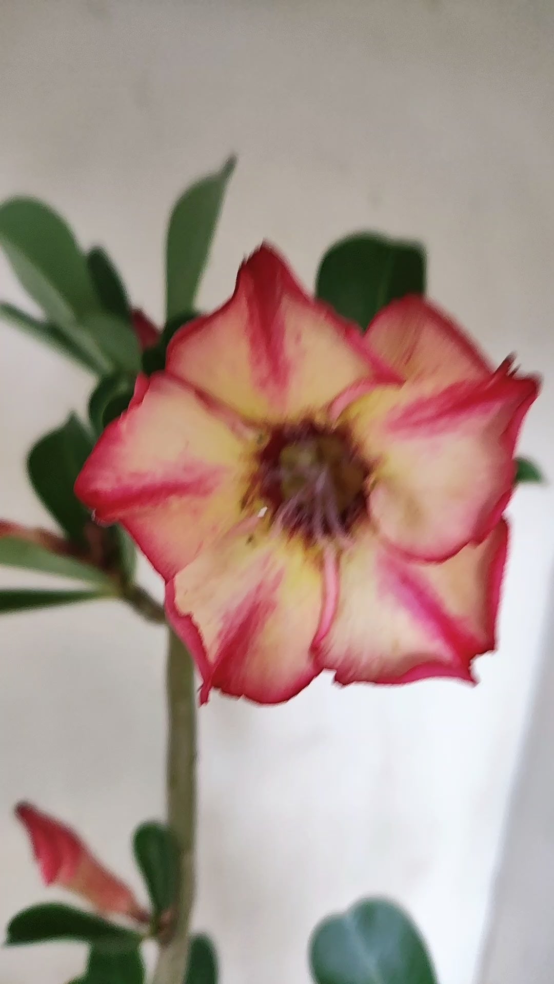 Planta Simples 3685 – 35cm – 02 anos - vaso 15