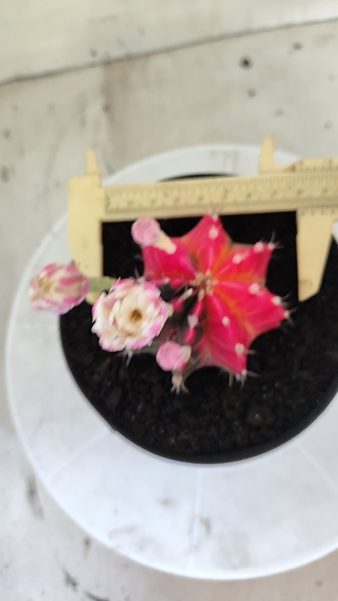 GYMNOCALYCIUM Mihanovichii Variegata Nº 1690 – vaso 15