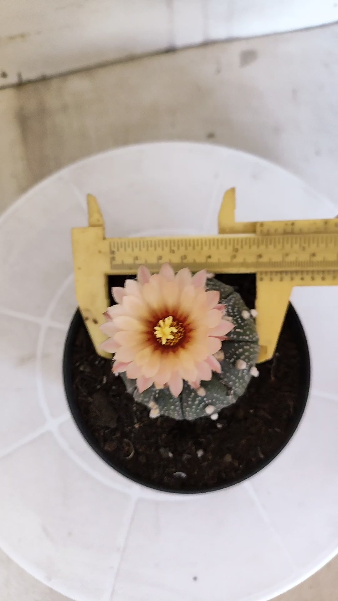 ASTROPHYTUM ASTERIAS “Purple AKABANA”  Nº 1070 – vaso 11
