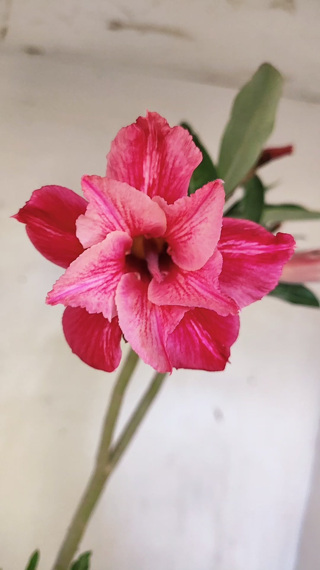 Planta Dobrada 4042 – 35cm – 02 anos - Vaso 15
