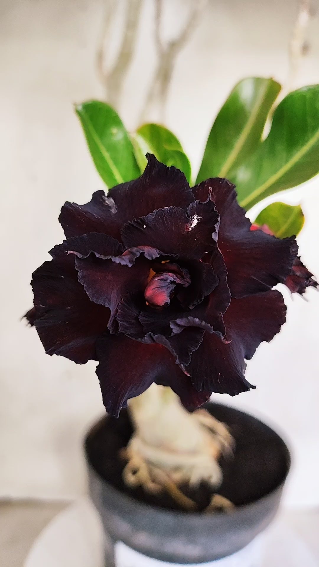 MATRIZ Planta Dobrada 205 – 50cm – 04 anos - Vaso 17