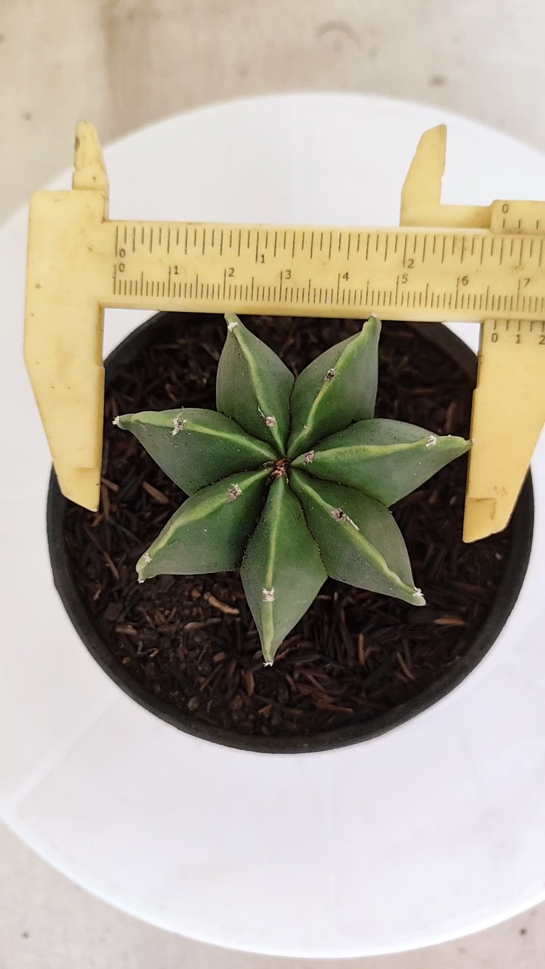 ASTROPHYTUM MYRIOSTIGMA "Multicostatum NUDUM" Nº 1145 – vaso 11
