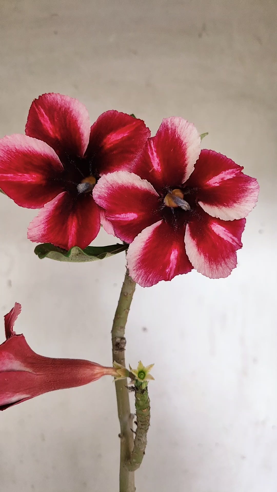 Planta Simples 3393 – 30cm – 02 anos