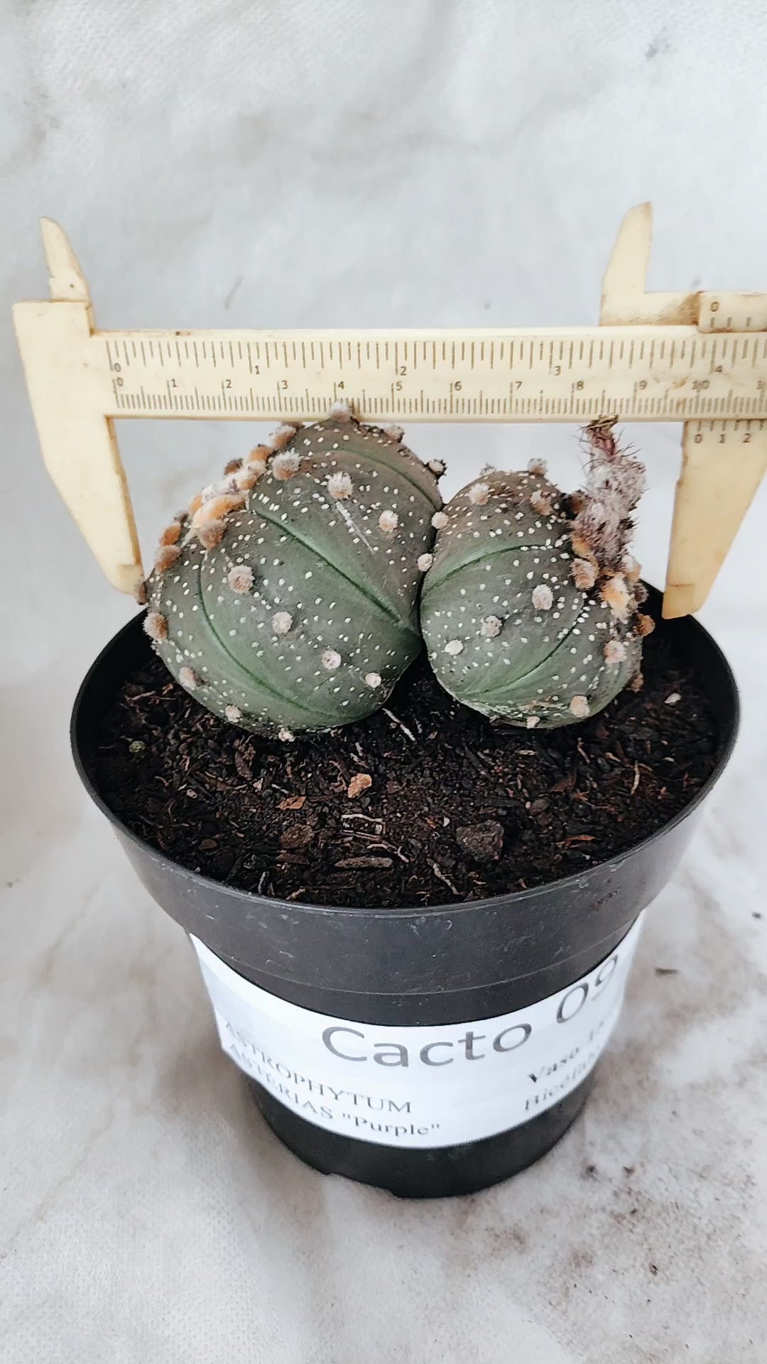 ASTROPHYTUM ASTERIAS BICÉFALO “Purple”  Nº 09 – vaso 15