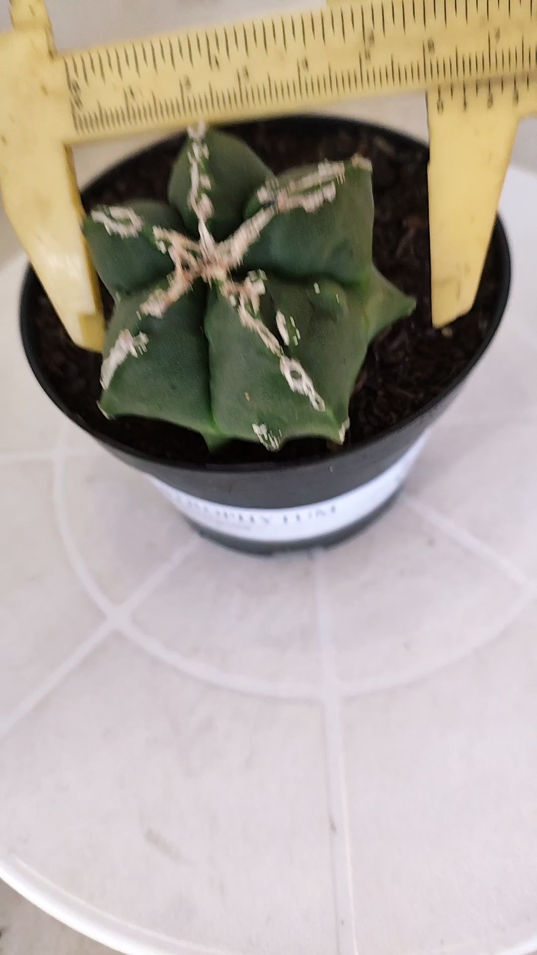 ASTROPHYTUM MYRIOSTIGMA "Hakkun - Hakujo" Nº 1176 – vaso 11