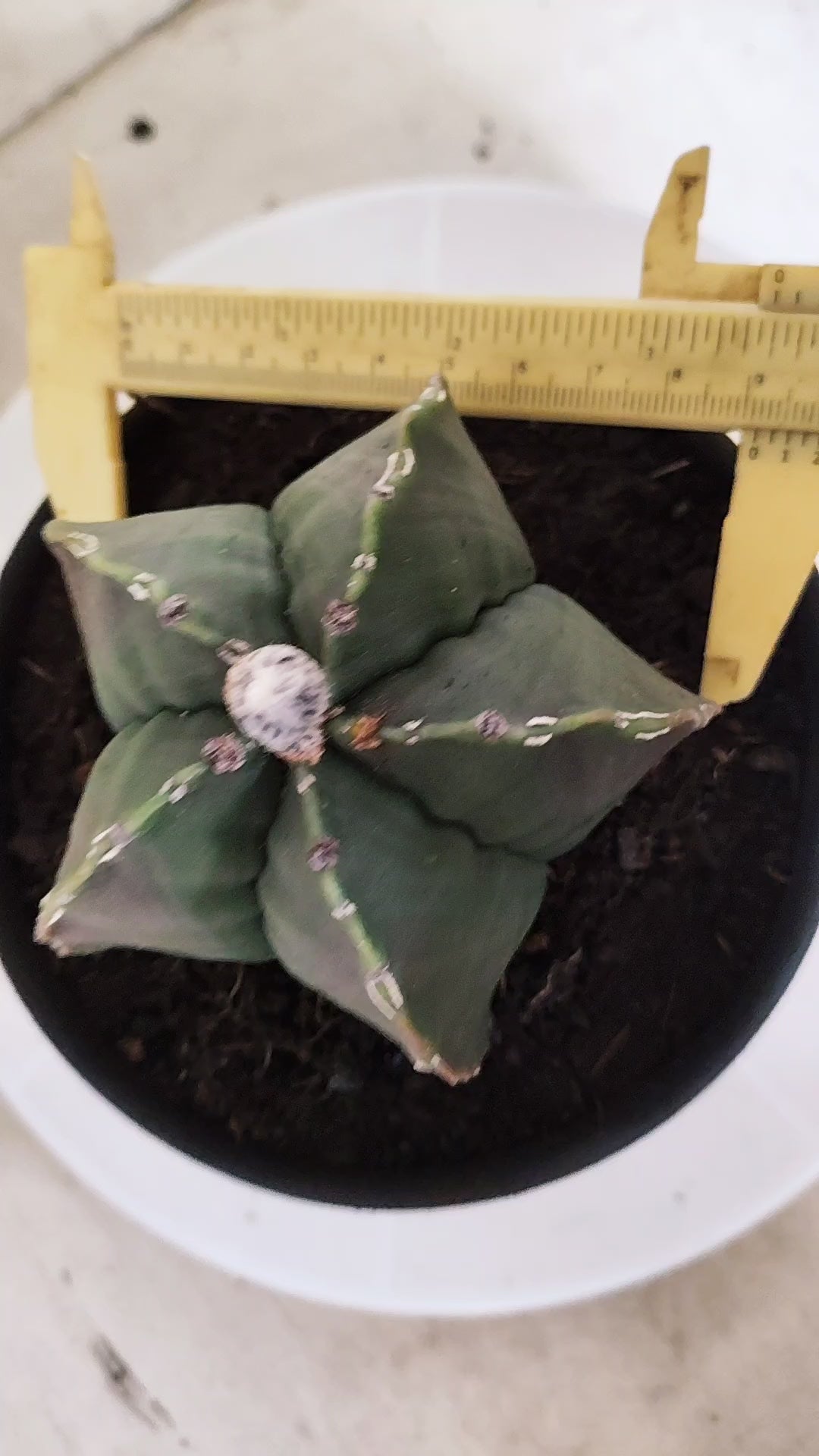 ASTROPHYTUM MYRIOSTIGMA cv KIKKO "HAKUJO" Nº 1221 – vaso 15