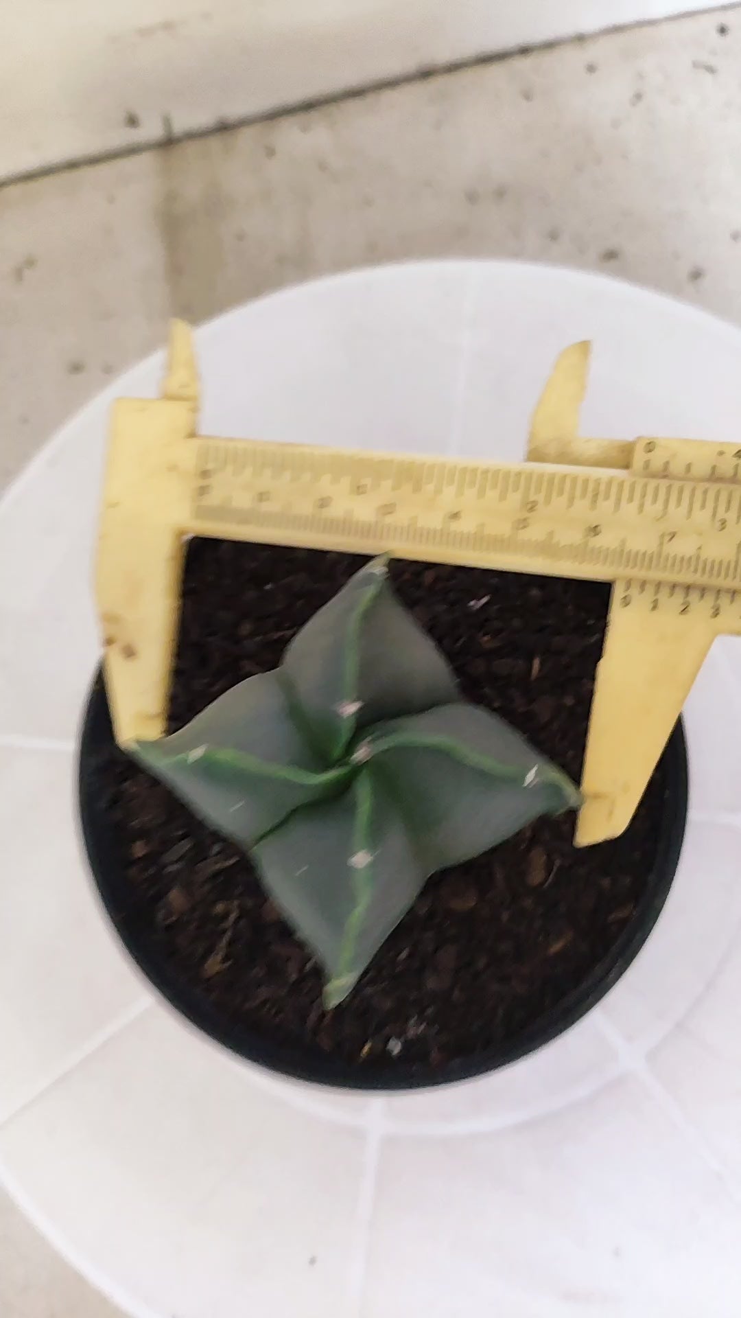 ASTROPHYTUM Myriostigma "4 Quinas" Nº 1256 – vaso 11