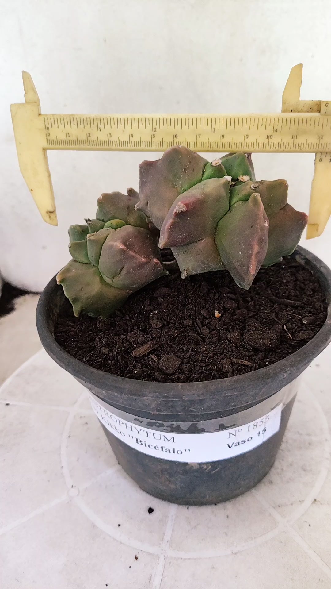 MATRIZ ASTROPHYTUM cv KIKKO "BICÉFALO"  Nº 1855 – vaso 15