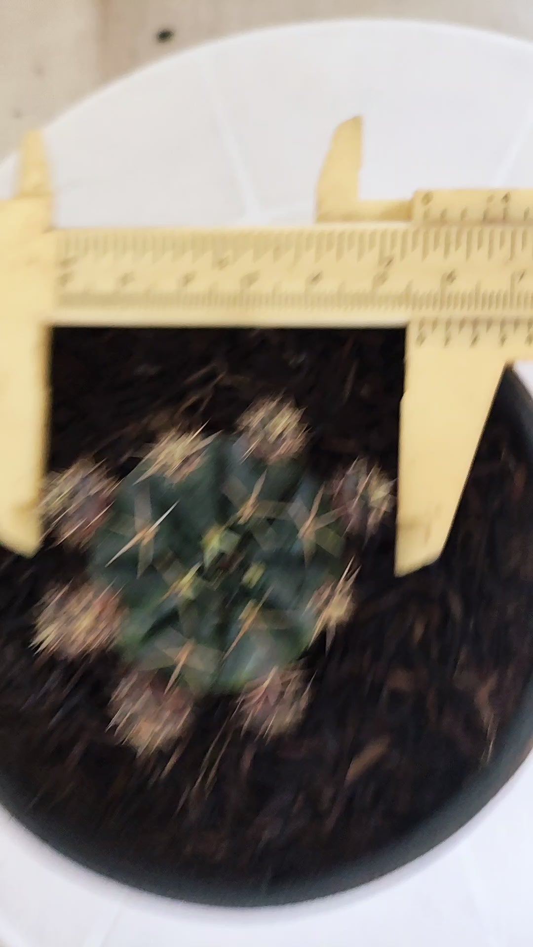 GYMNOCALYCIUM DAMSII - Nº 628 – vaso 11