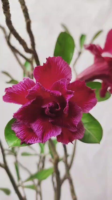Planta Dobrada 3888 – 90cm – 06 anos