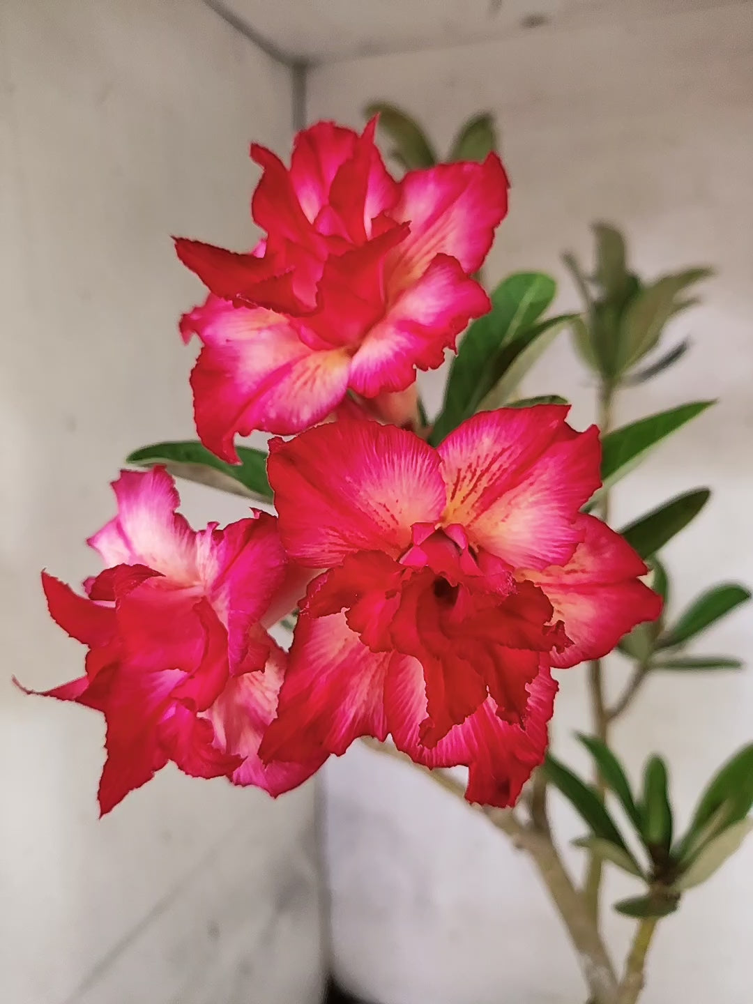 Planta Dobrada 3860 – 45cm – 03 anos