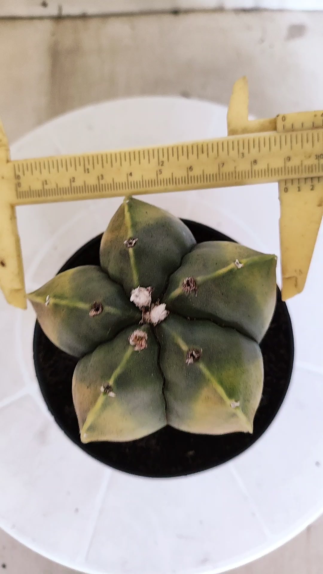 ASTROPHYTUM Myriostigma "Variegata" Nº 1360 – vaso 11