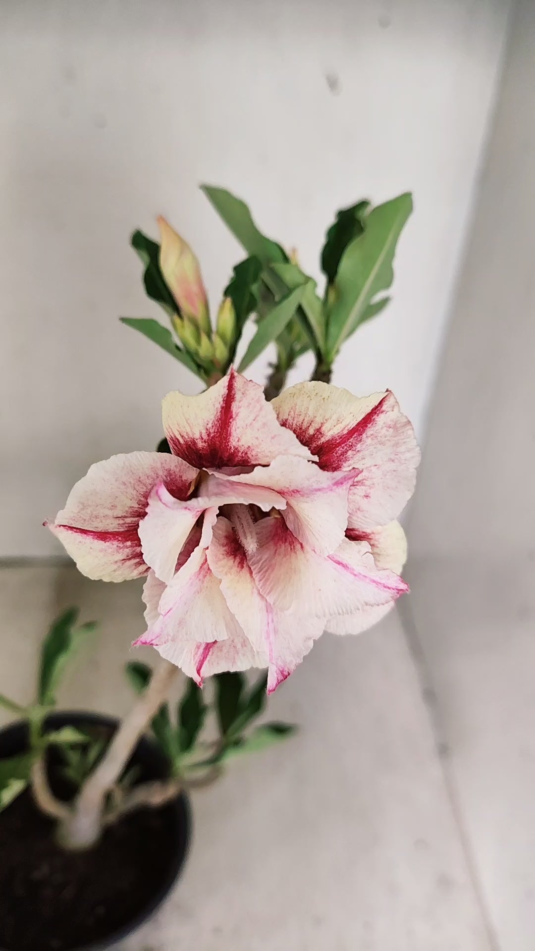 Planta Dobrada 3955 – 30cm – 02 anos