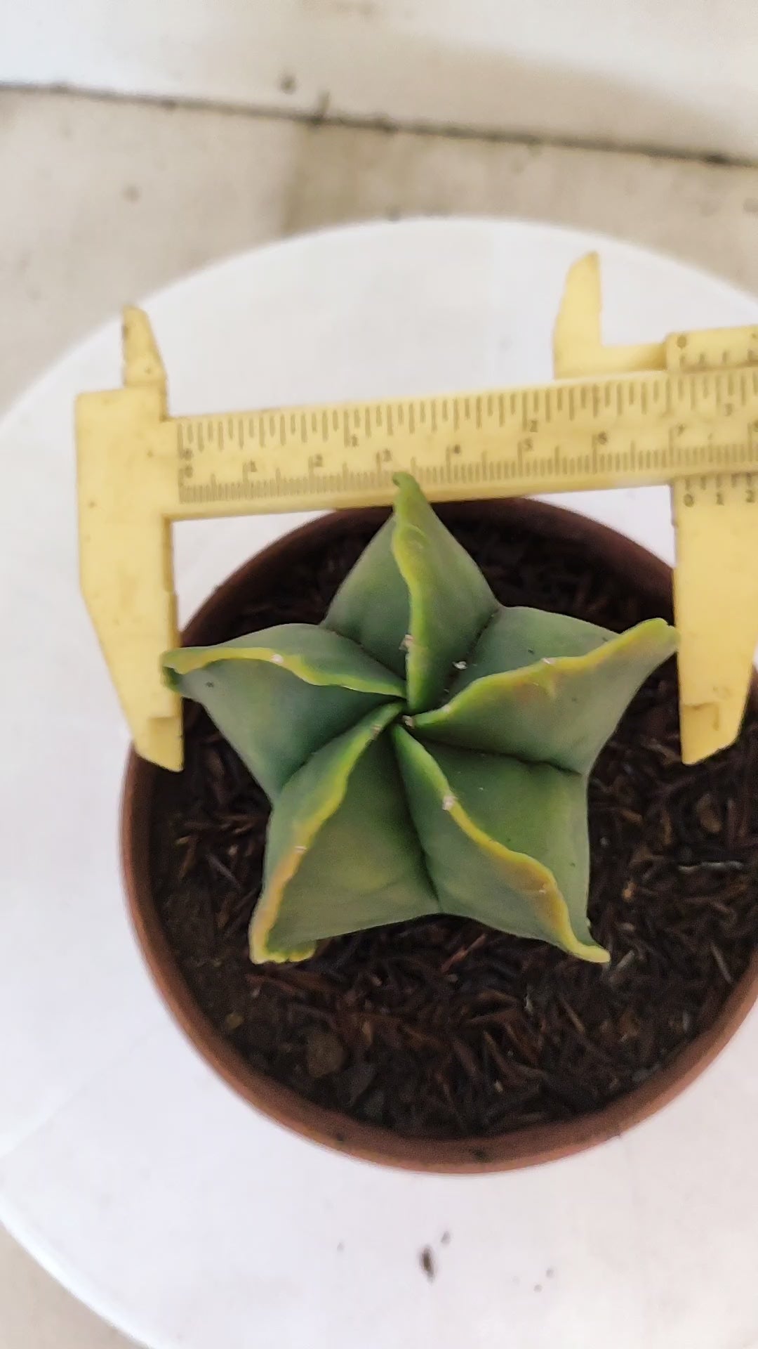 MATRIZ ASTROPHYTUM Myriostigma "Variegata"  Nº  270 – vaso 11