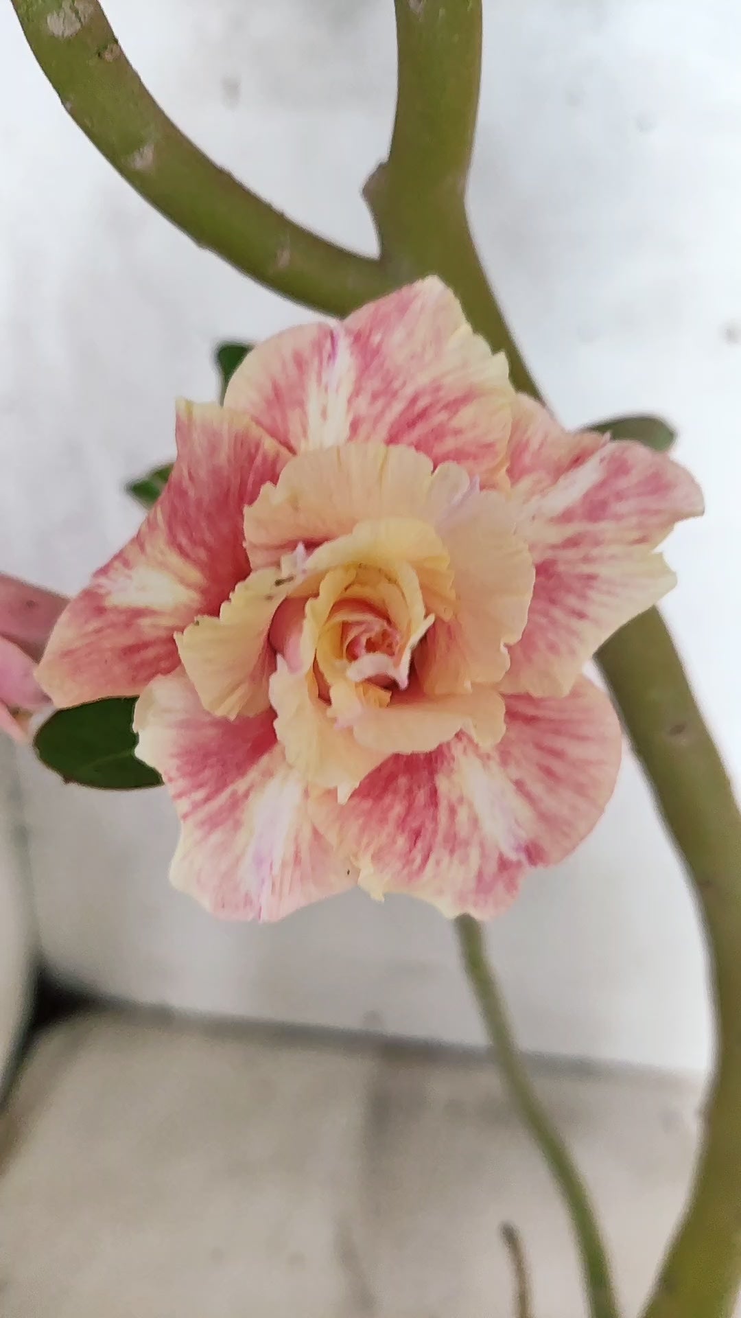 Planta Dobrada 3919 – 35cm – 03 anos