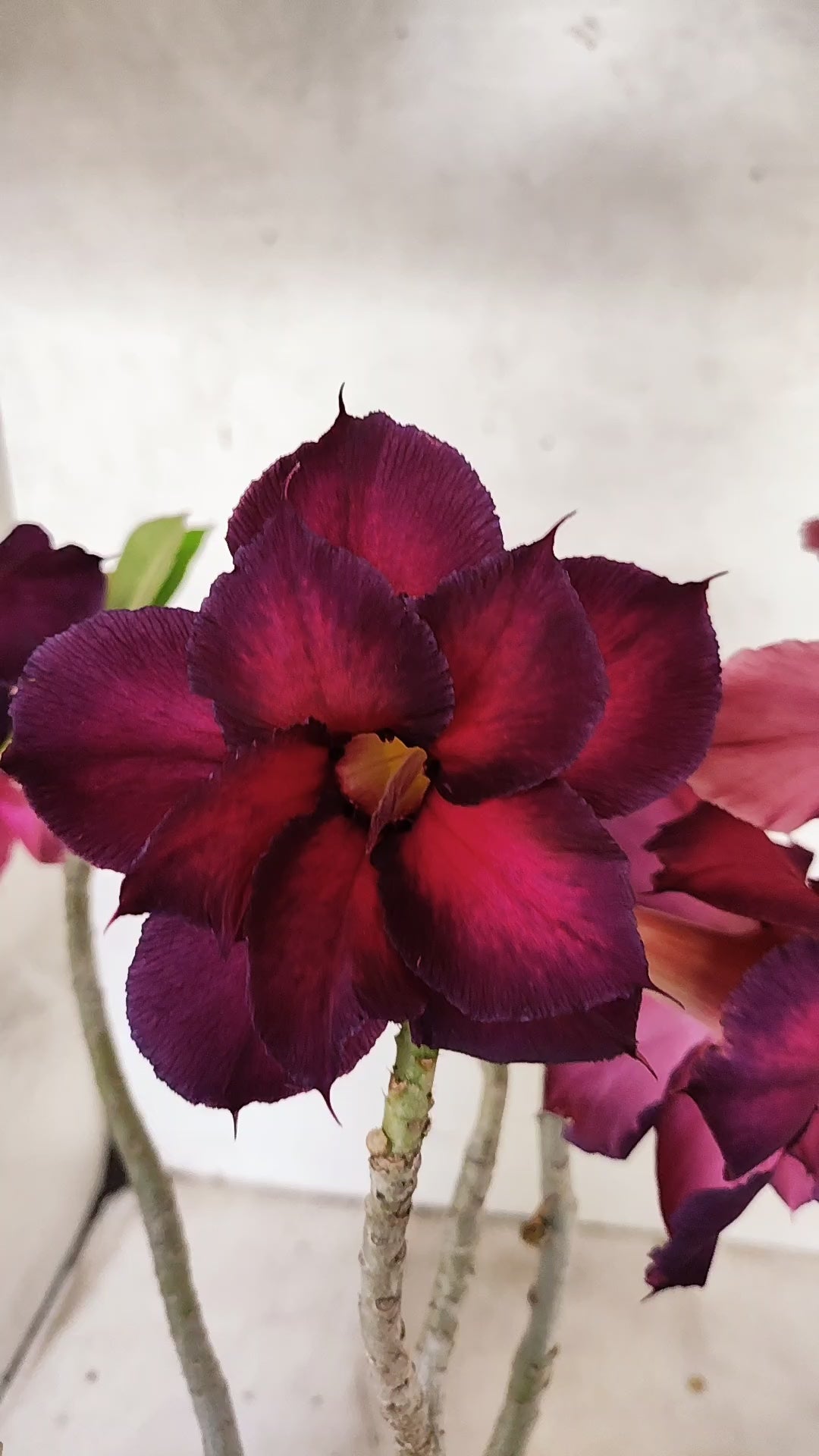 Planta Dobrada 3923 – 30cm – 03 anos