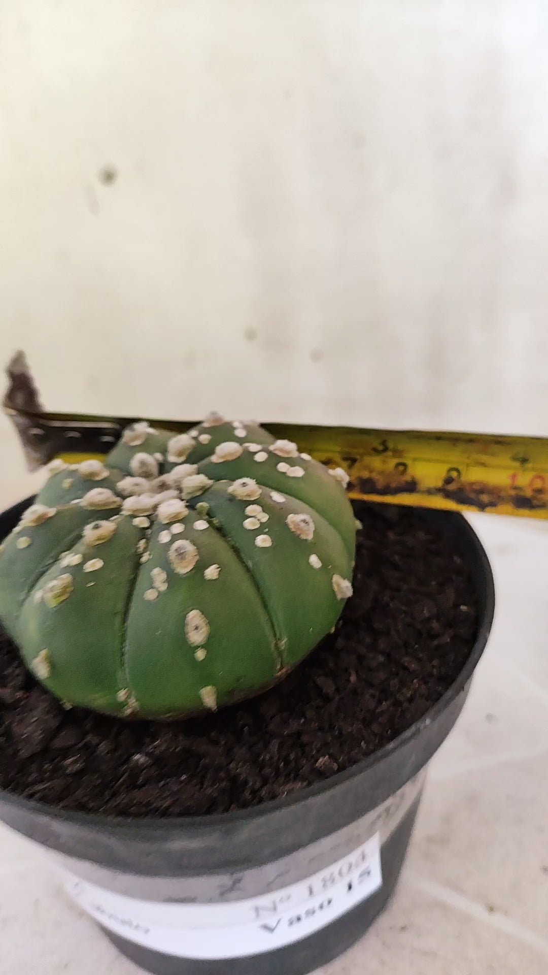 ASTROPHYTUM ASTERIAS SUPER KABUTO  Nº 1804 - vaso 11