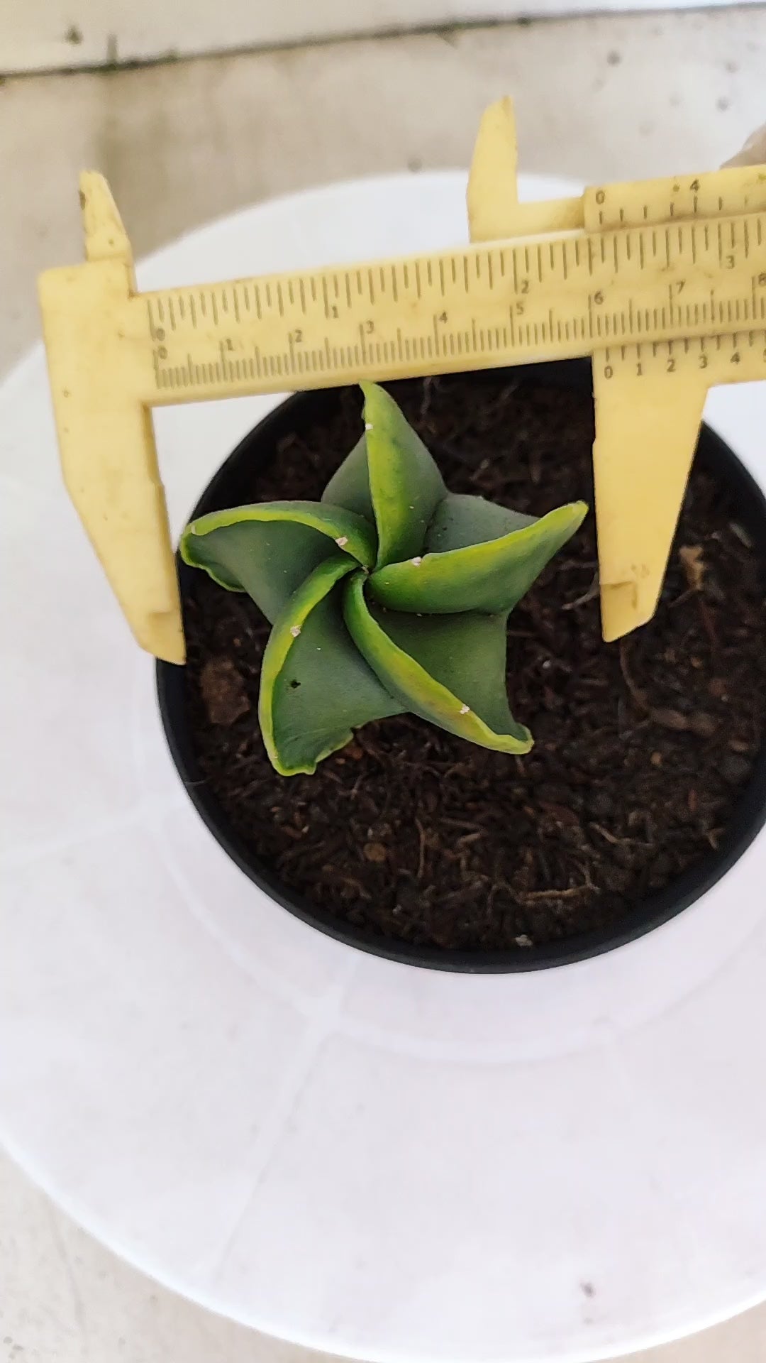MATRIZ ASTROPHYTUM Myriostigma "Variegata" Nº 1116 – vaso 11