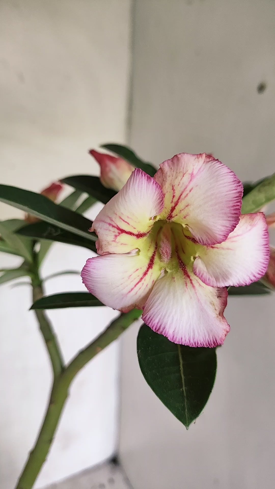 Planta Simples 3675 – 30cm – 02 anos - vaso 15
